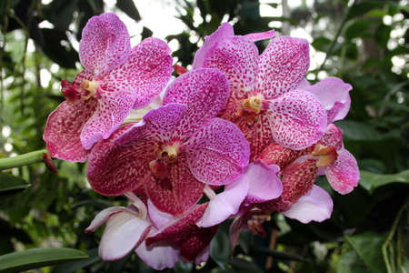 Orchid Floral Bloomの写真素材