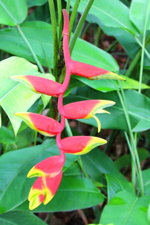 Orchid Floral Bloomの写真素材