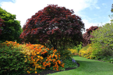 Azaleas in Spring timeの写真素材