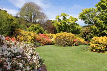 Azaleas in Spring timeの写真素材