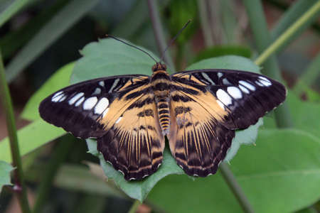 Brown butterfly on leafの写真素材