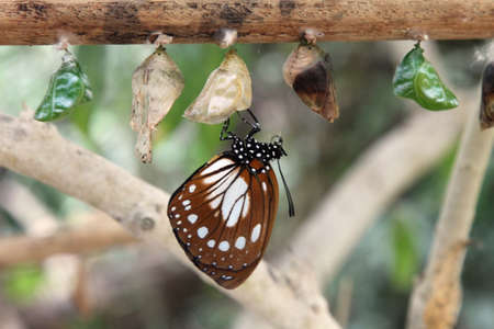 Butterfly emerging from chrysalisの写真素材