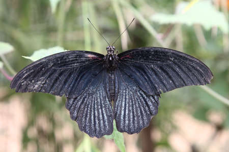 Black butterfly on leafの写真素材