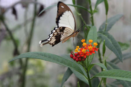 Butterfly on red and yellow flowerの写真素材
