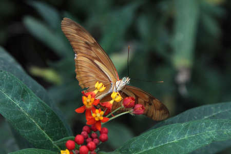 Butterfly on red and yellow flowerの写真素材