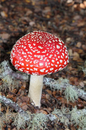 Red Fly Agaric Toadstoolの写真素材