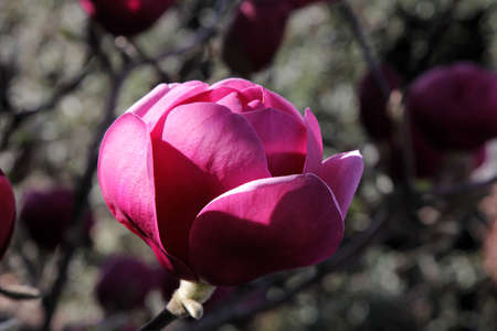 Purple magnolia budの写真素材