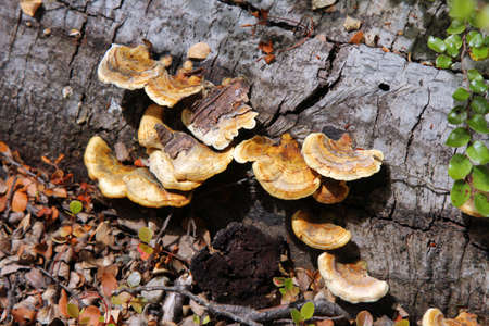 Ear Fungus on fallen logの写真素材