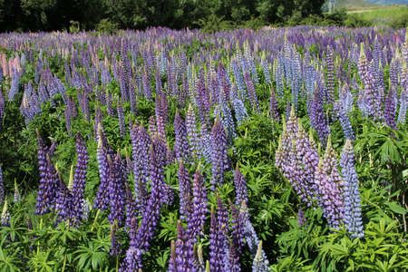 Wild lupins on the roadsideの写真素材