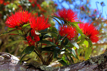 Southern Rata red flowerの写真素材
