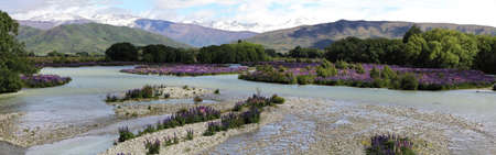 Lupins in braided river emptying from New Zealand's Southern Alpsの写真素材