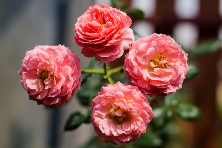 orange roses macro on the home gardenの写真素材