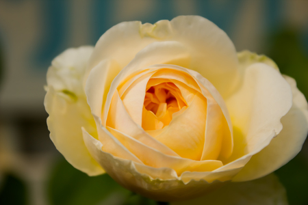 Unfocused blur yellow rose petals,abstract romance backgroundの写真素材