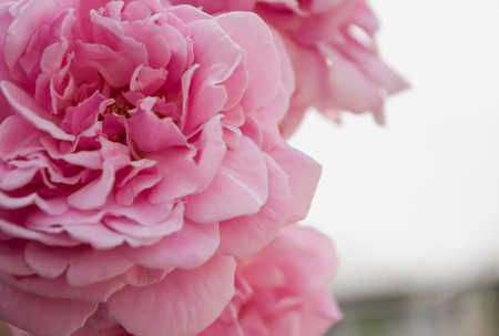 Unfocused blur pink rose petals,abstract romance backgroundの写真素材