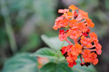 This ornamental flower is found in Thailand.の写真素材