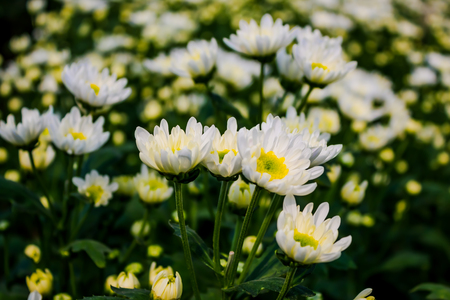 White chrysanthemum flower  in Thailand gardenの写真素材