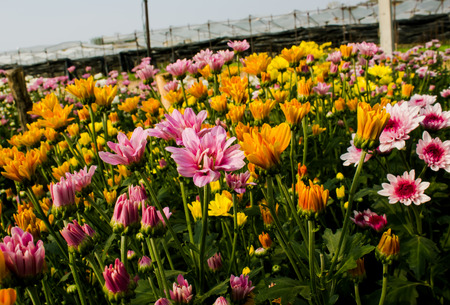 Colorful  chrysanthemum flower in Thailand gardenの写真素材