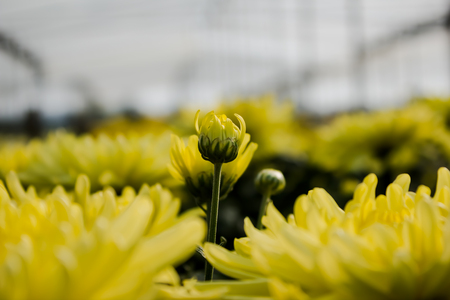 Yellow chrysanthemum flower  in Thailand gardenの写真素材