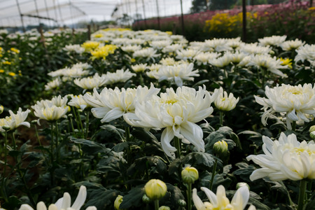 White chrysanthemum flower with yellow pollens in Thailand gardenの写真素材