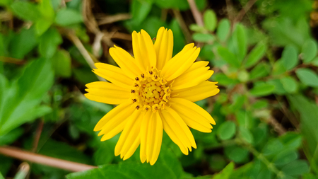 macro yellow flower in garden