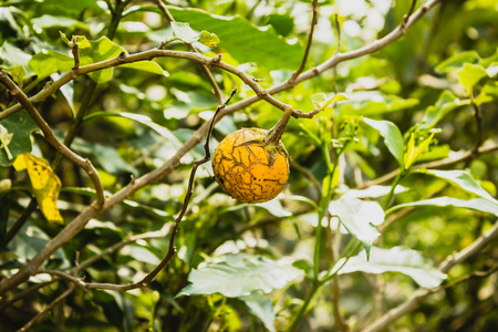 Yellow Eggplant on the treeの写真素材