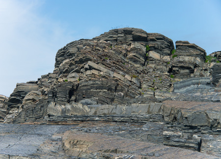 Northern flowers on the rocks of Arctic coastの写真素材