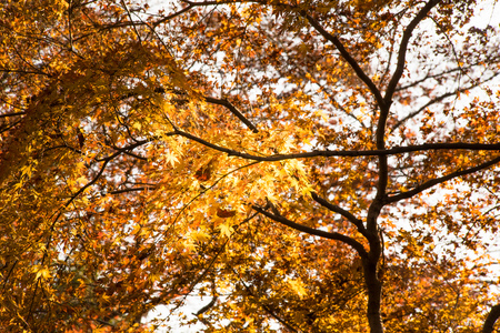 Maple leavesの写真素材