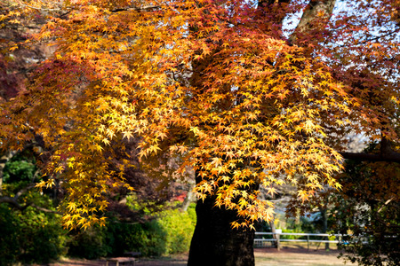 Maple leaves