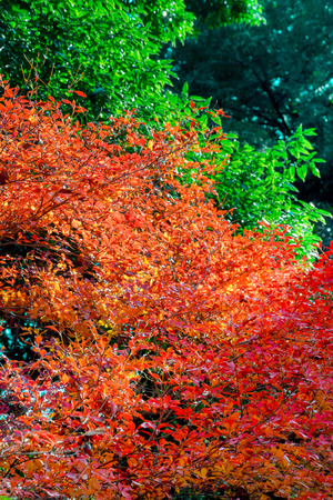 Maple leavesの写真素材