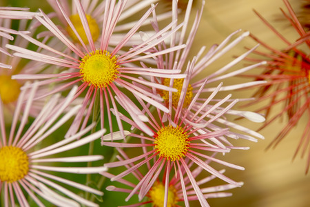 Chrysanthemumの写真素材