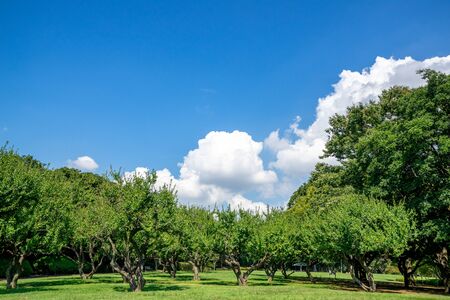 Fresh green and blue sky in the park