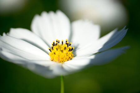 Cosmos flowerの写真素材