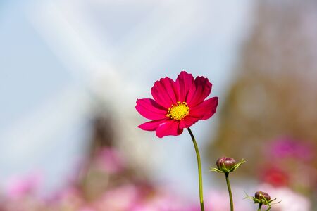 Cosmos flowerの写真素材