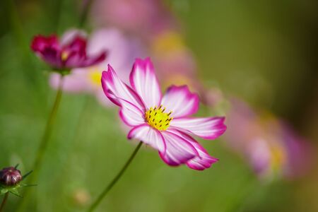 Cosmos flowersの写真素材