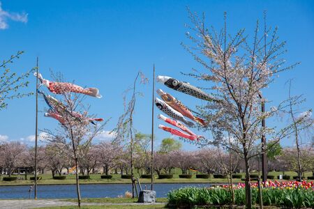 Cherry blossoms in full bloomの写真素材