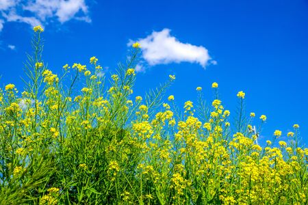 Rape Blossom Gardenの写真素材