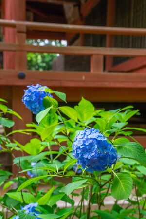 Hydrangea