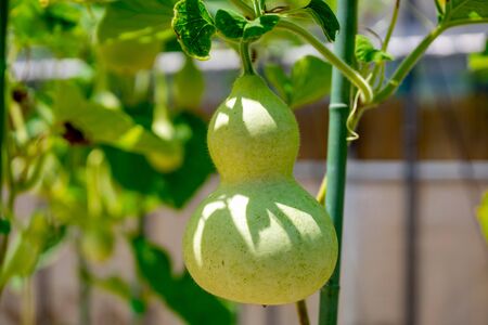 Gourdの写真素材