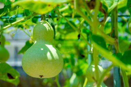 Gourdの写真素材