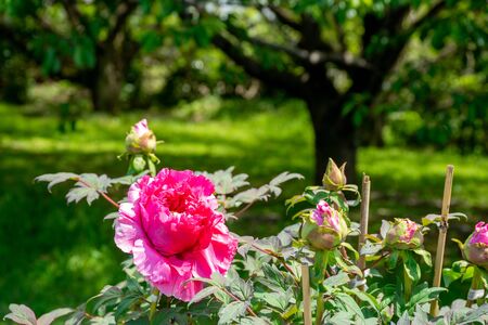 Peony in a sunny parkの写真素材