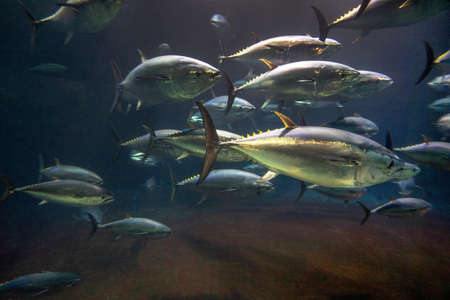 Tuna to play in the aquariumの写真素材