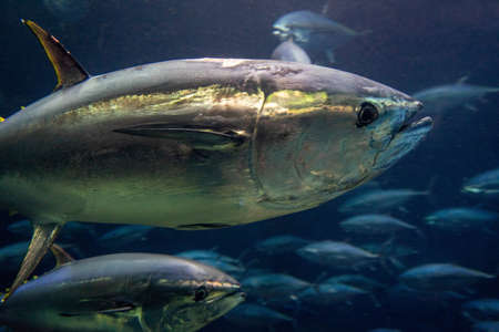 Tuna to play in the aquariumの写真素材