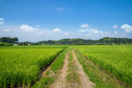 Countryside