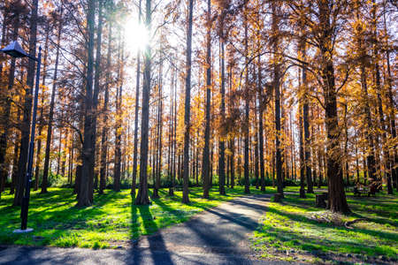 Foliage of Metasequoiaの写真素材