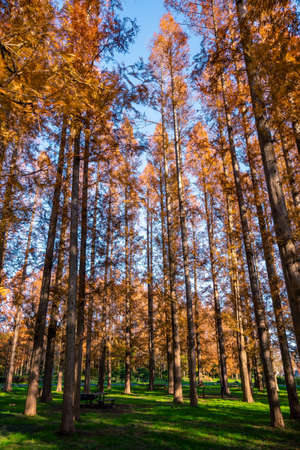 Foliage of Metasequoia