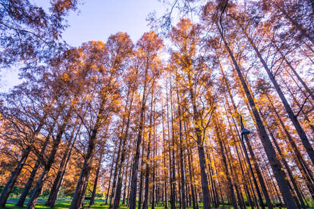 Foliage of Metasequoiaの写真素材