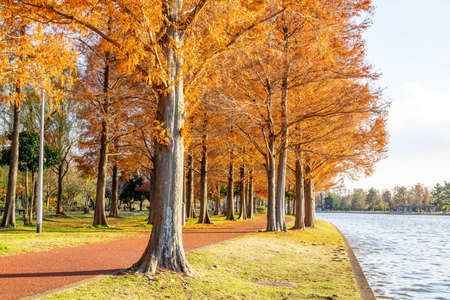 Autumn leaves in the parkの写真素材