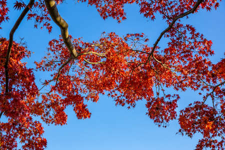 Autumn leaves in the parkの写真素材