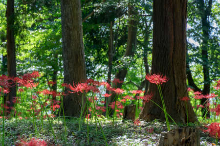 Amaryllisの写真素材