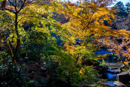 Fall foliage